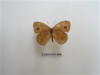 藏品(稻眉眼蝶)的圖片